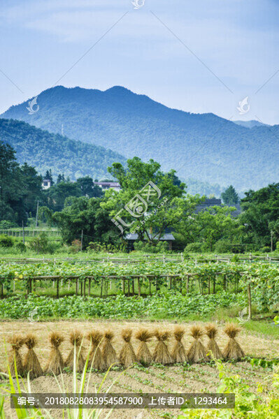 山野風(fēng)光