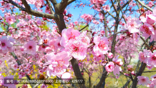櫻花樹