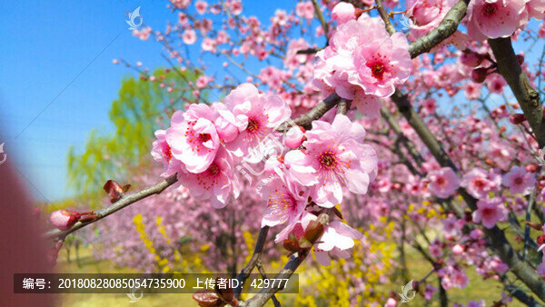 春滿櫻花園