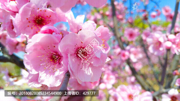 櫻花園