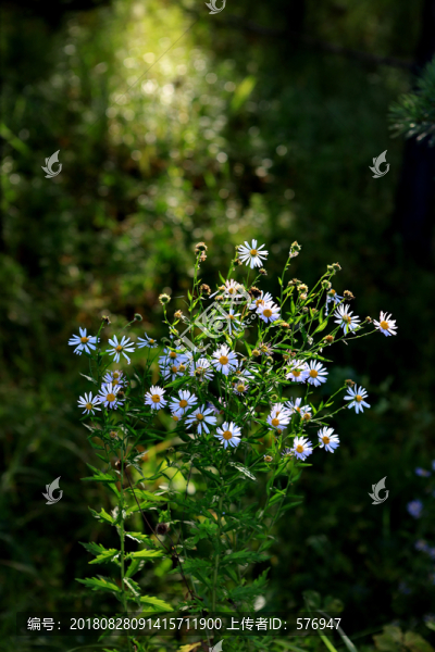 花束陽光