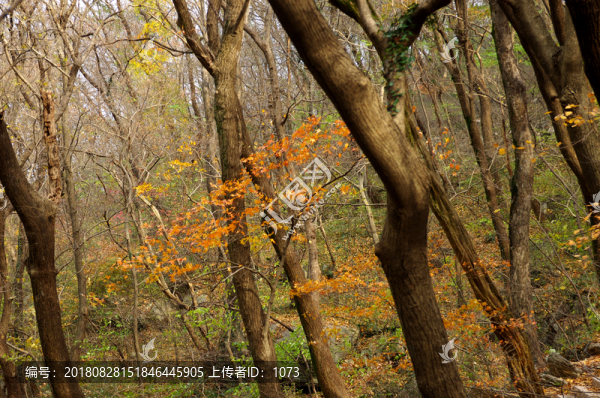 山坡秋樹林