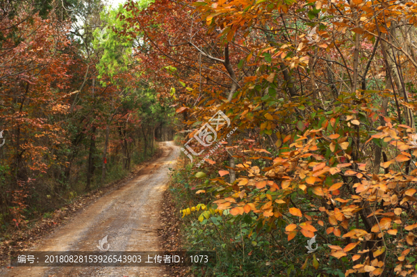 瑯琊山林路