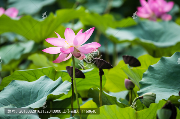 秋荷