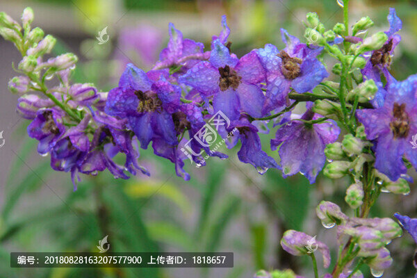 紫色花