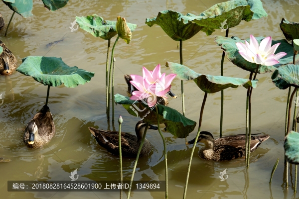 荷塘水鴨