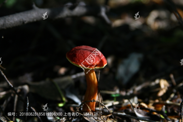 蘑菇