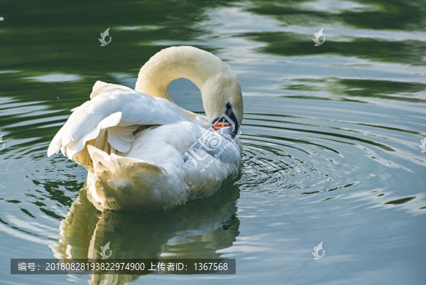白天鵝