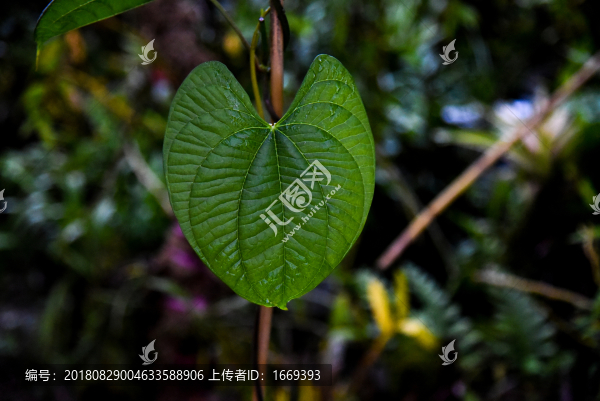 無名藤類葉子