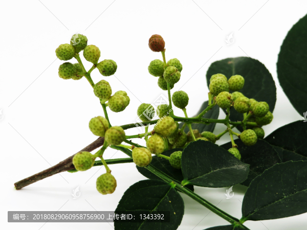 花椒圖片