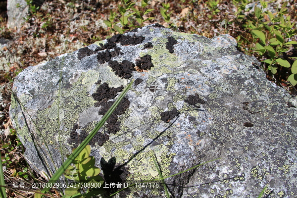 高山植被