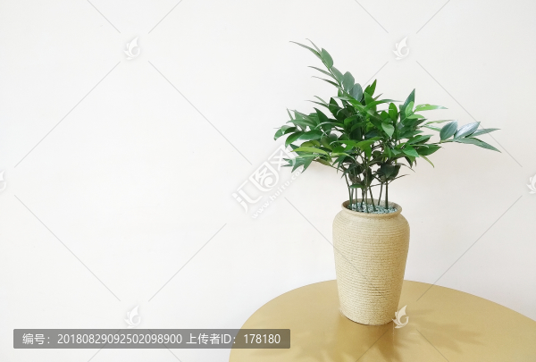 植物擺件