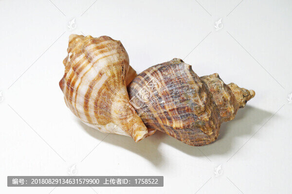 海螺