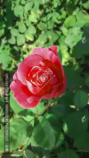 月季