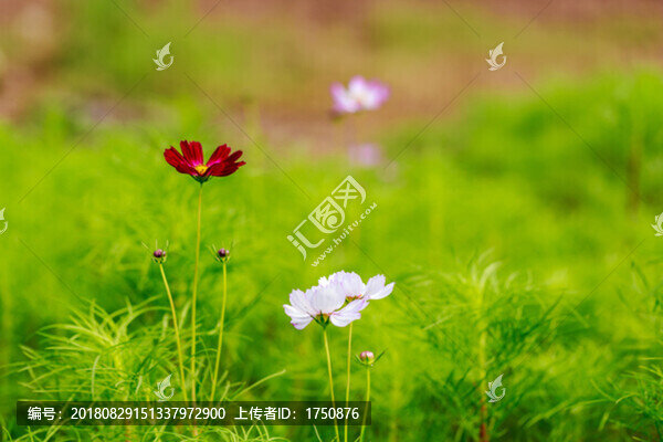 格?；? title=