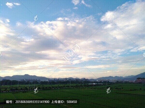 水稻田