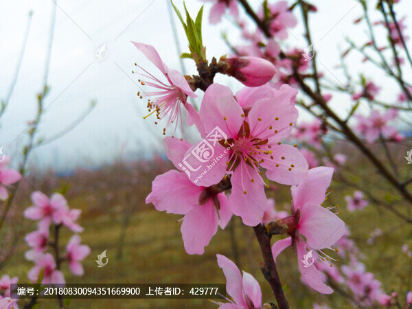 粉色桃花