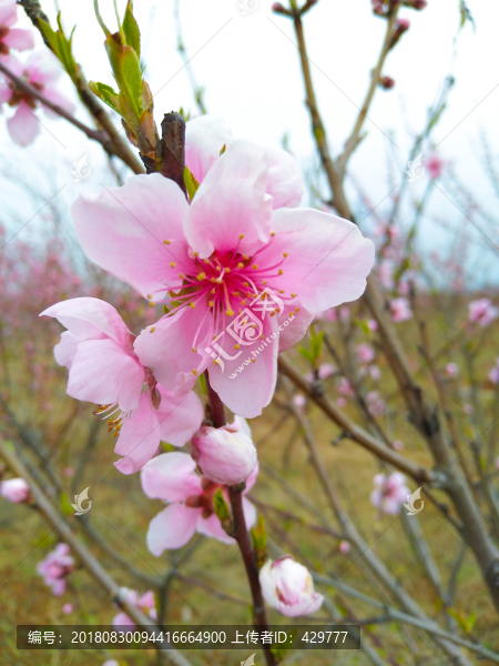 桃花