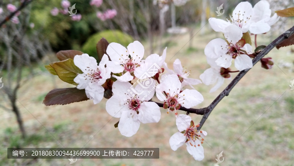 紫葉李開(kāi)花