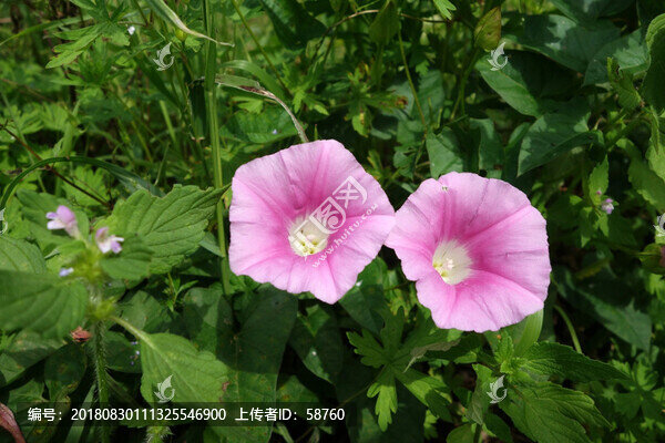 打碗花