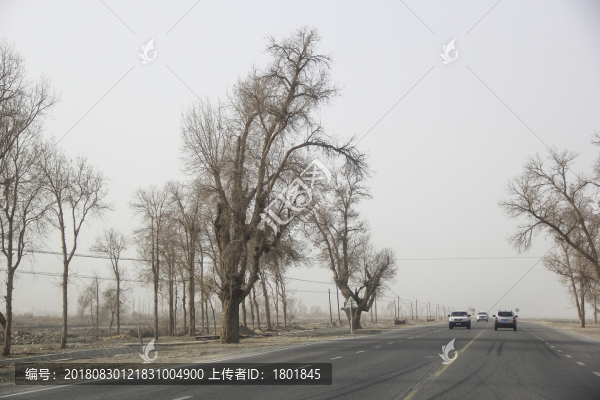 沙漠公路旁胡楊