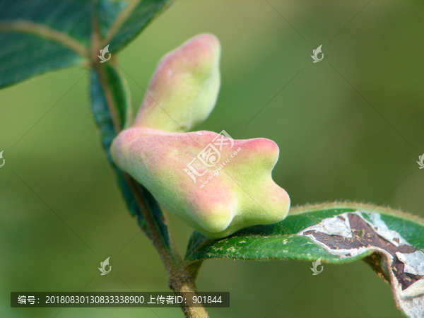 中藥材五倍子植物形態(tài)