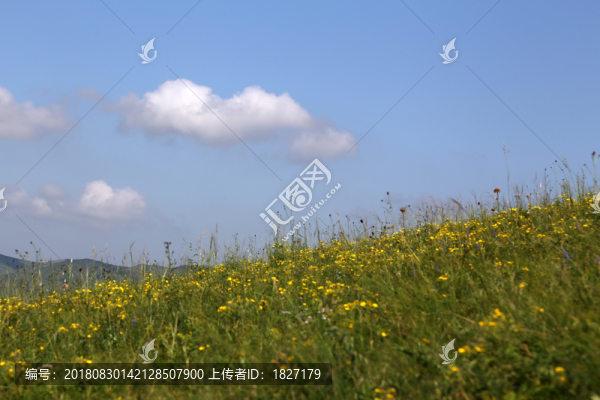 藍天下的野花