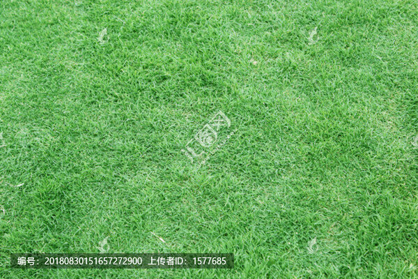 綠草
