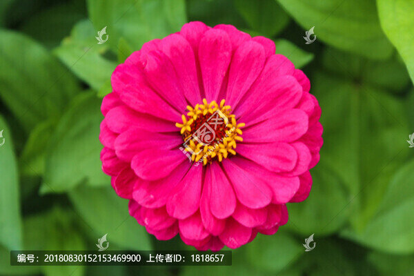 小紅花