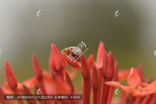 龍船花