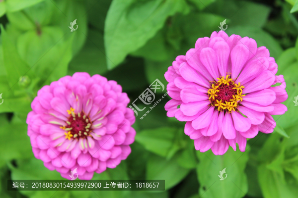 小紅花