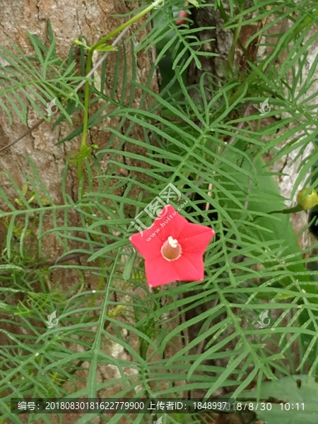 五角星花