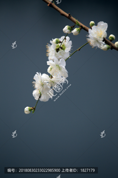 一支山桃花