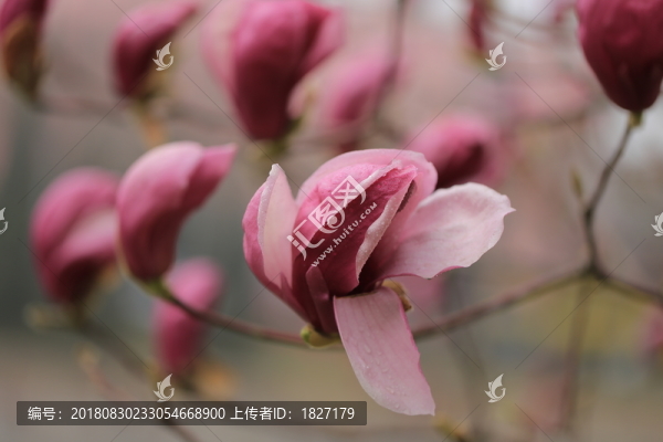 紫玉蘭