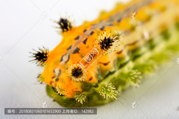 洋辣子