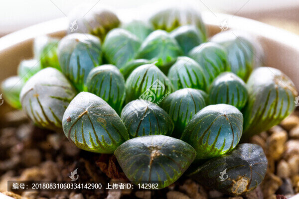 多肉植物