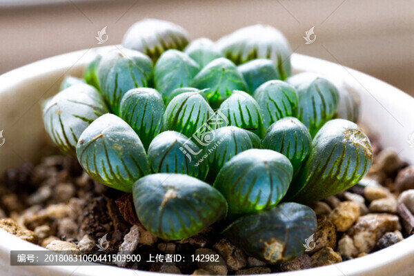 多肉植物
