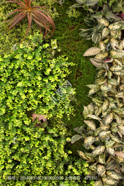 綠色植物墻