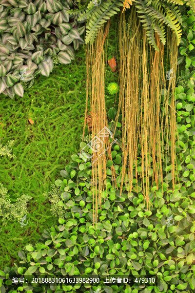 植物墻