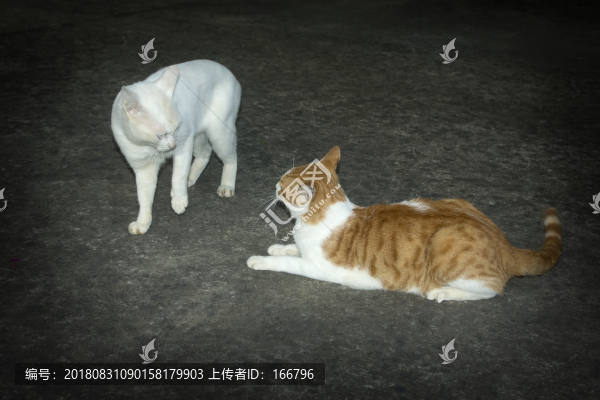 貓斗