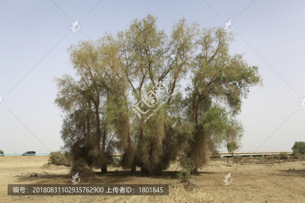 沙漠公路旁胡楊