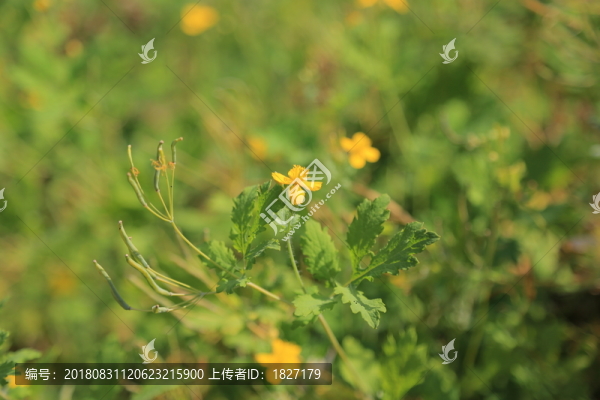 白屈菜