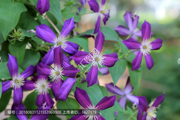 鐵線蓮