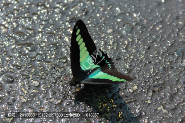蝴蝶