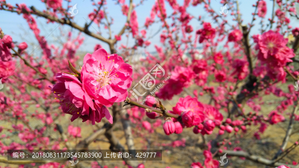 桃園花開