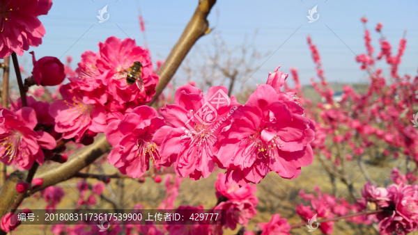 紅桃花
