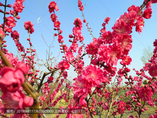 桃花盛開
