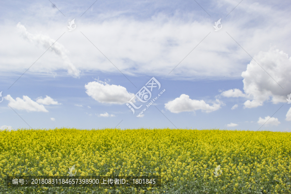 藍天白云油菜