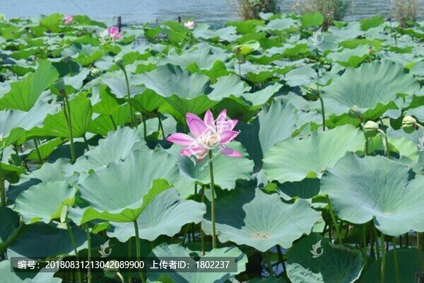 荷花