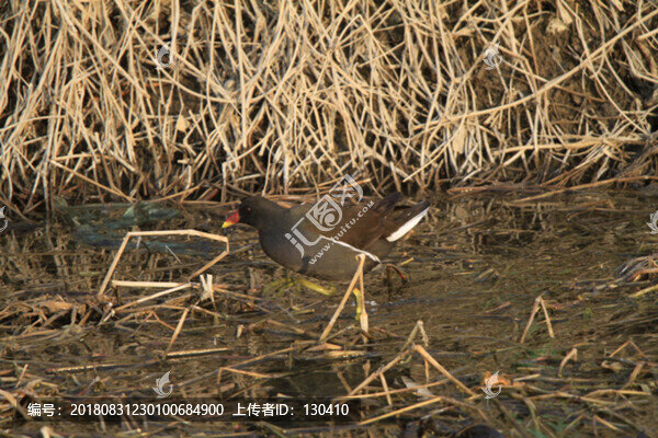 黑水雞